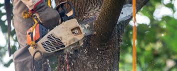 Reliable Indian Lake, TX Tree Services Solutions