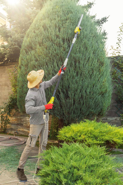 Tree and Shrub Care in Indian Lake, TX